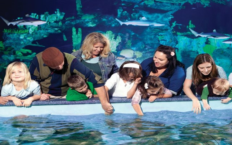 Stingray Feeding
