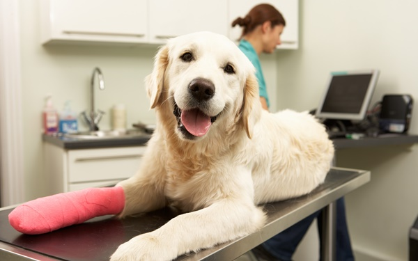 Orthopedic Surgery