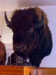 Buffalo Head