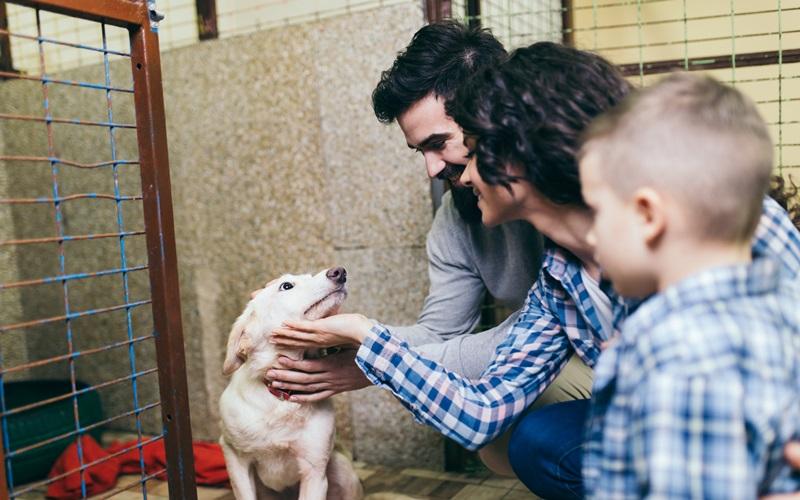 Adopt