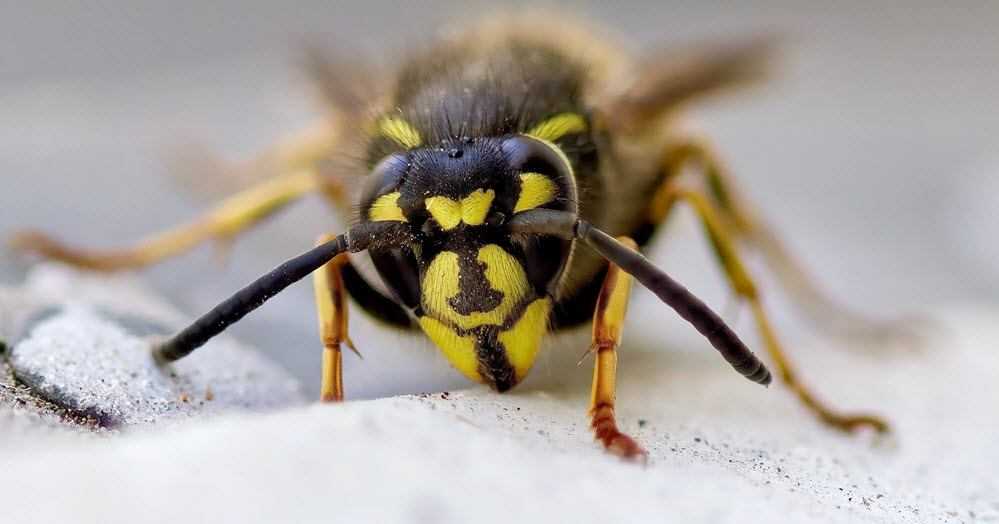 Wasp