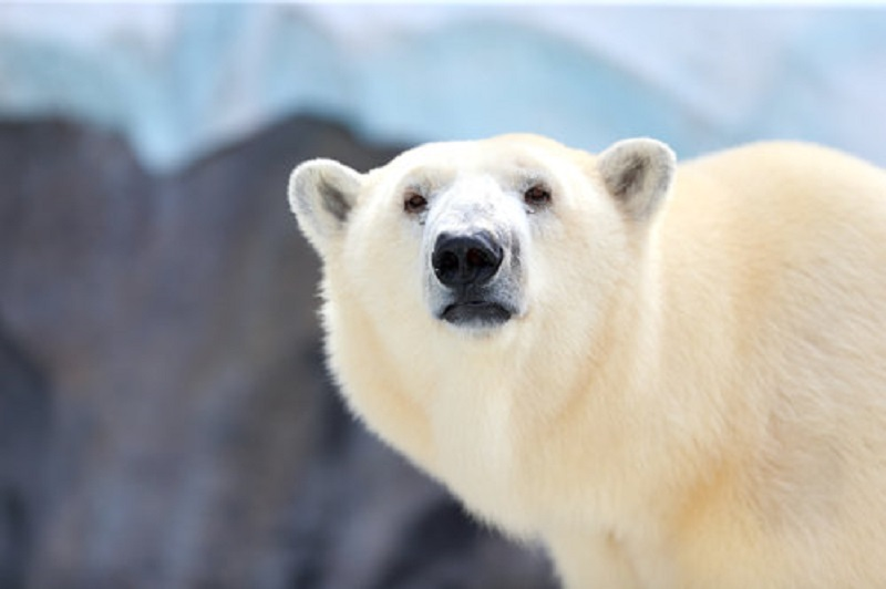 Bear Grant