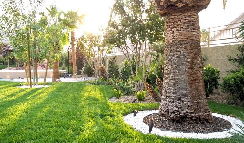 Caring for Trees and Shrubs