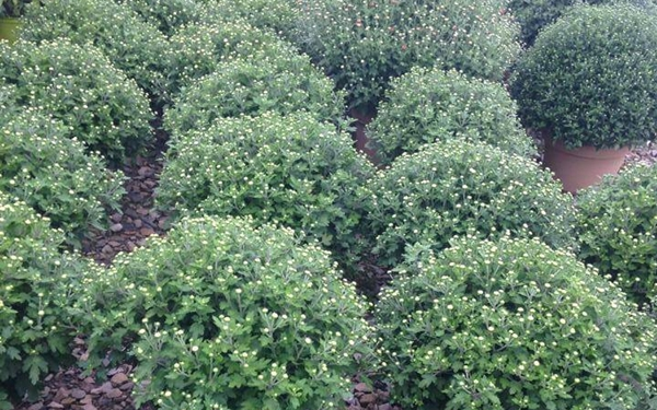 Shrubs