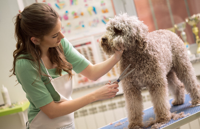 Pet Grooming