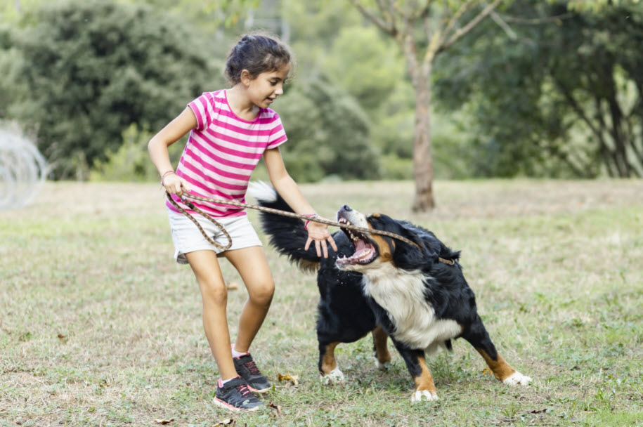 Dog Bite Animal Attack 