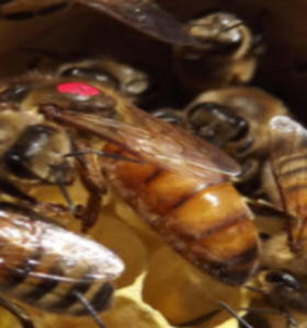 Bees