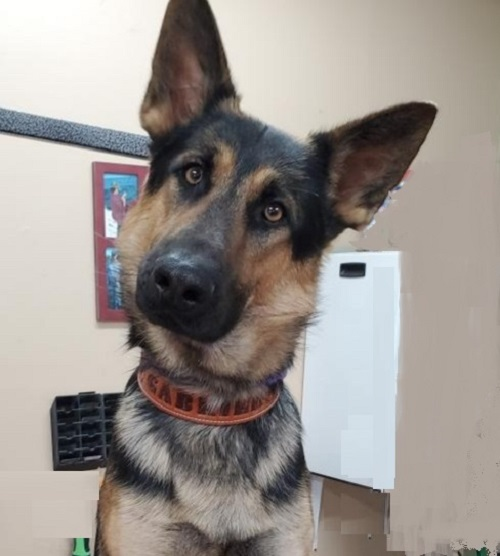 Dog Collars