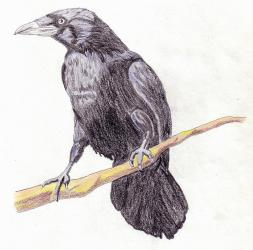 The Raven's Den Tattoo in Quincy