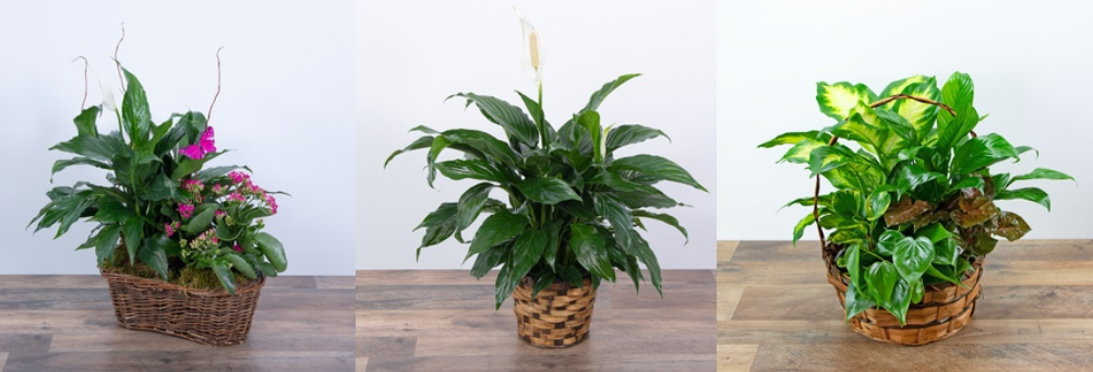 PLANTS 