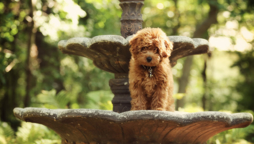 Furry Friends Photo