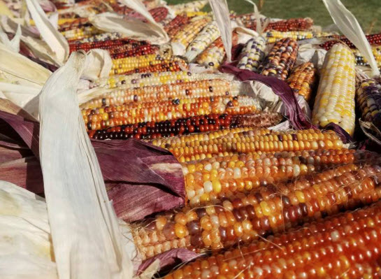 Ornamental Corn