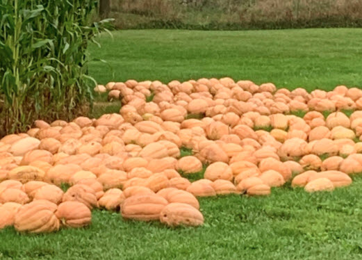 Pumpkins And Grounds