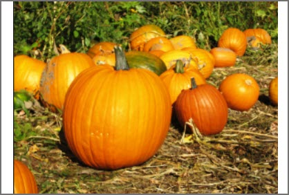  Pumpkin Patch 