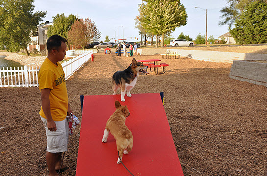 Pets
