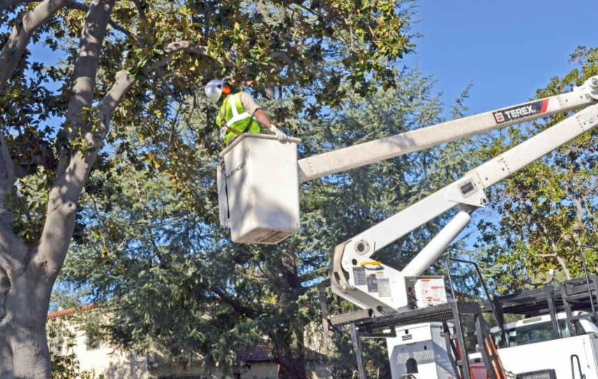 GIS Tree Inventory Mapping 