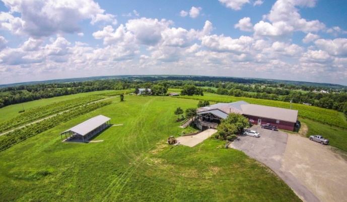 THE VINEYARD