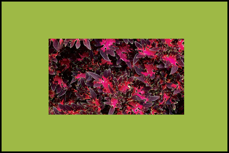 Coleus-Wildfire Smokey Rose