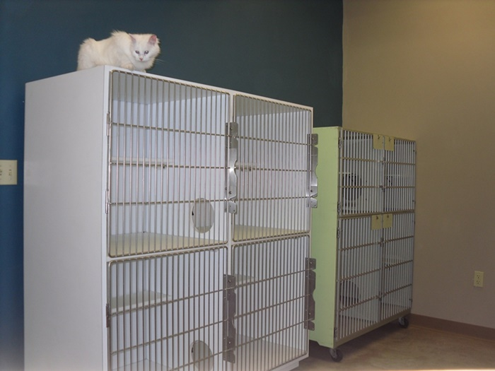 Small Animal Boarding