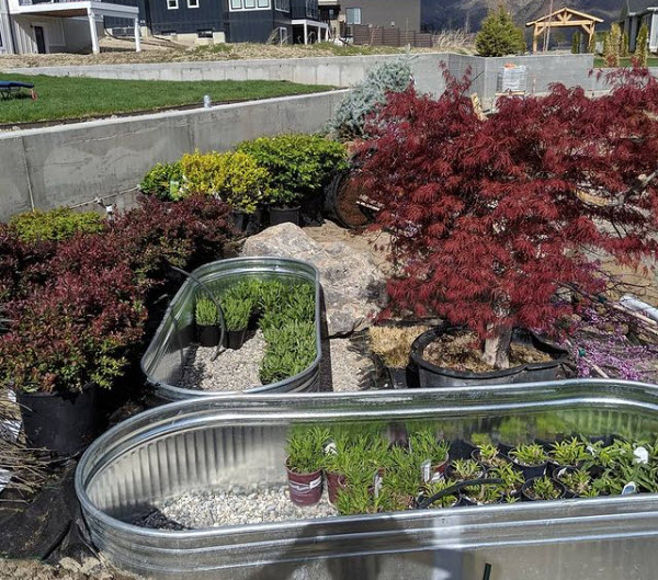 Plants and Planting