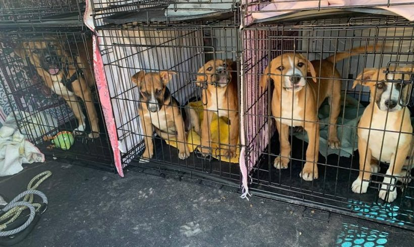 Animal Rescue 
