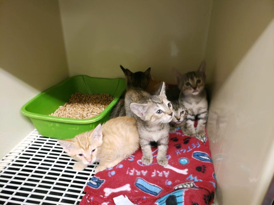  Animal Shelter 
