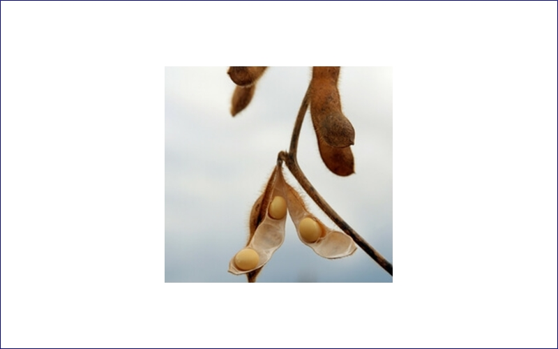 CROP INSURANCE