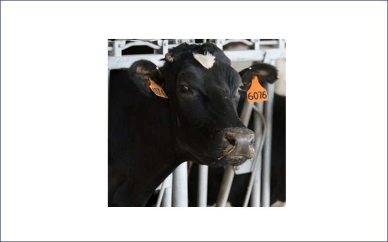 DAIRY INDUSTRY EXPERTISE