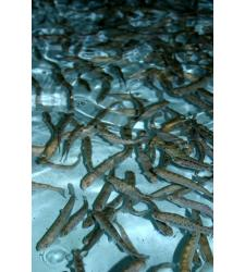 Trout fingerlings 4-5 inches
