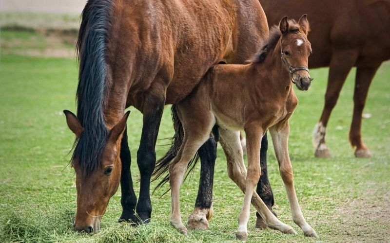 Herbs for Horses