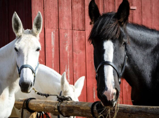 Mules