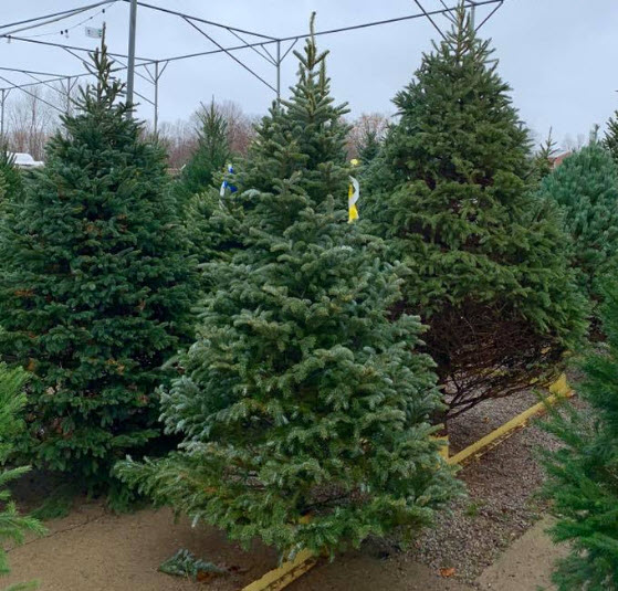 Trees/Shrubs