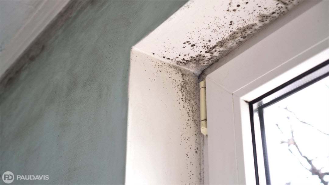 Mold Remediation Services