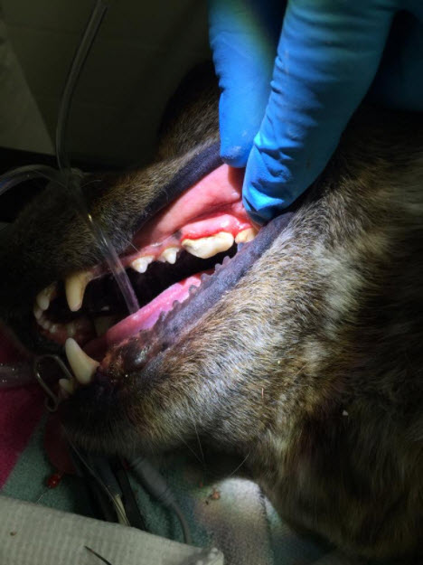 HI-SPEED DENTAL