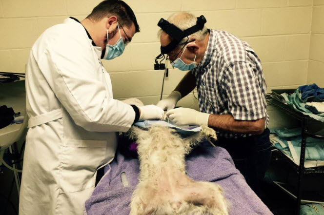 Surgery