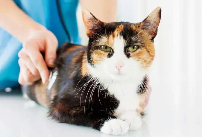 Microchipping