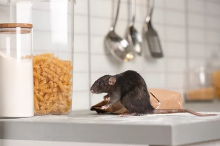 Rodent Extermination