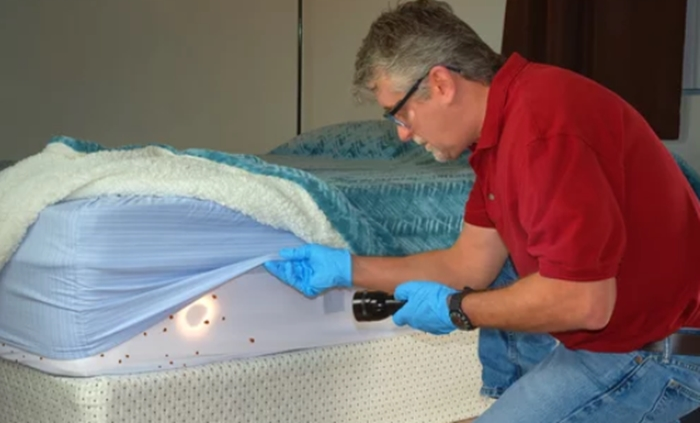 Bed Bug Extermination
