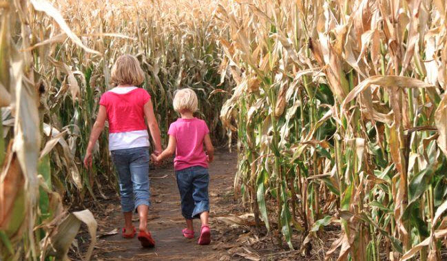 CORN MAZE