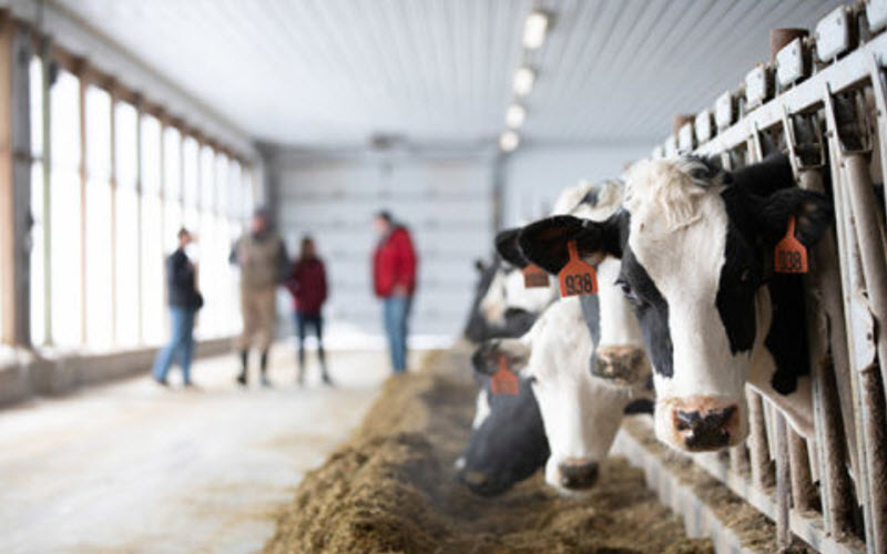 Cow Farmers