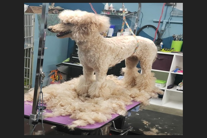 Hair Cuts