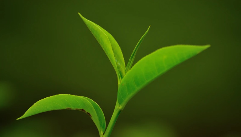 Microgreens