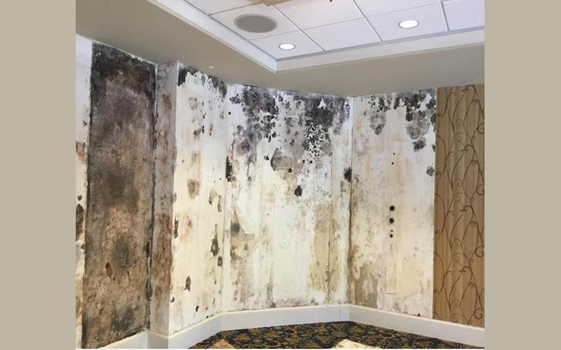Mold Remediation