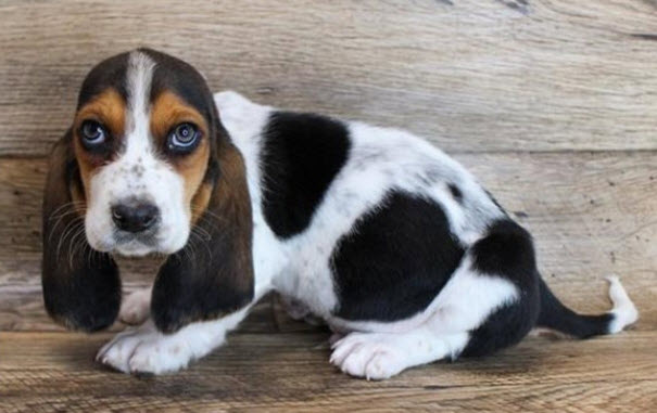Available Puppies