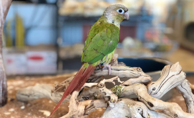 Available Birds