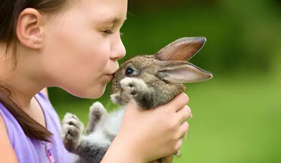 Small Animals