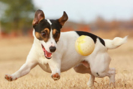 Dog Supplies & Accessories