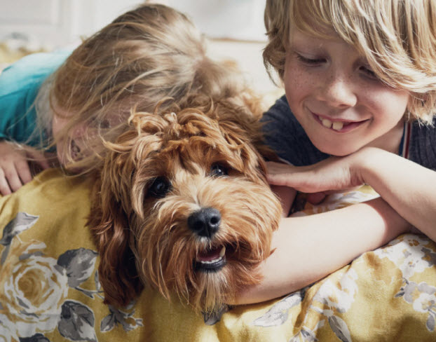 Pet Insurance