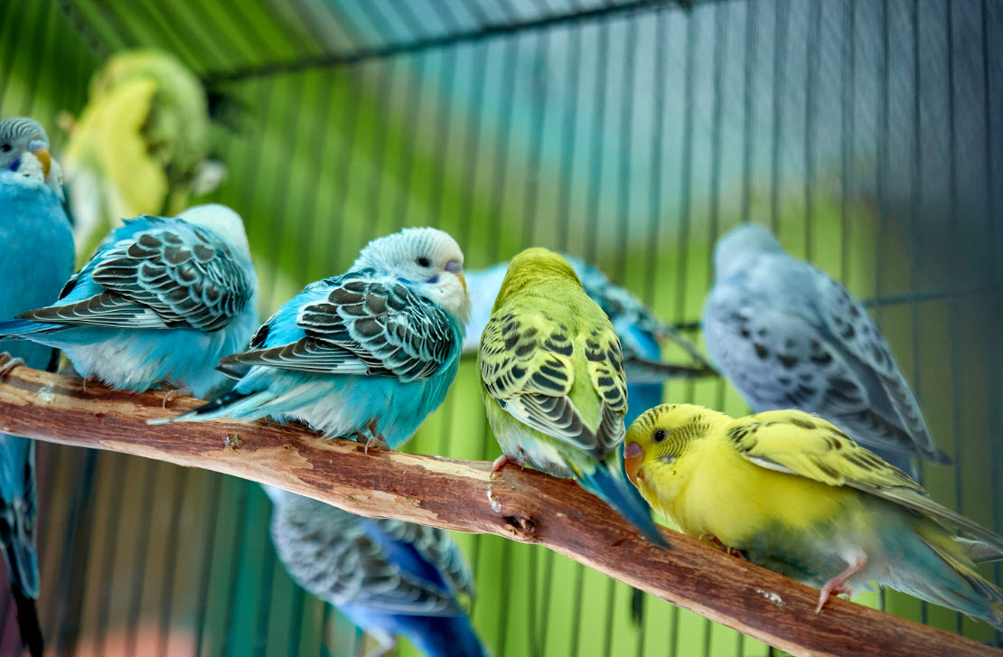 Bird Grooming by Appointment