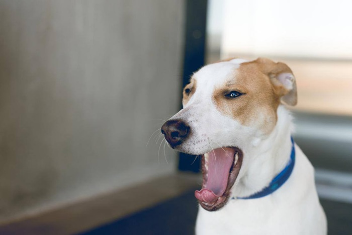 Chiropractic Adjustments for ANIMALS